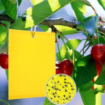 Mosca Fuga Doble Cara 2023 – 100 Trampas Amarillas