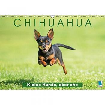 Chihuahua: Kleine Hunde, aber oho