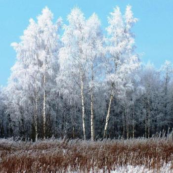 Winter Birch Glow Rhinestone Canvas