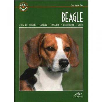 Beagle