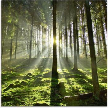 Artland Glasbild „Wald im Gegenlicht“ – Einzelauflage, diverse Formatoptionen
