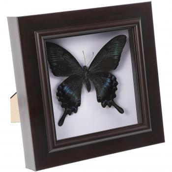 Vitrine à Papillons en Ombre