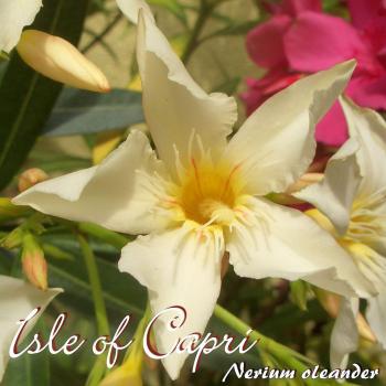 Nerium Oleander Capri C3