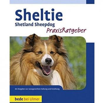 Sheltie
