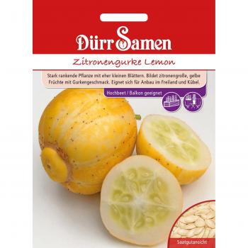 Dürr Samen Citronska Kumara Seeds