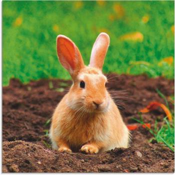 Artland Glasbild »Hüpfendes Zwergkaninchen«, Wildtiere, (1 St.), in verschiedenen Größen