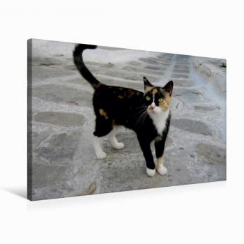 Katzen der Kykladen – CALVENDO Textil-Leinwand 75×50 cm, Diafimin Druck, Kimolos Gasse