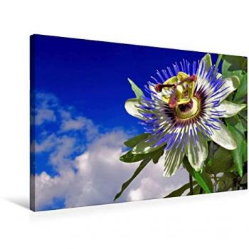 Frank Grabnar Passion Flower Textil-Leinwand – 75 × 50 cm