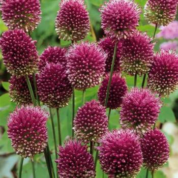 Giardino di Bulbi Colorati - Bulbi X250 - Miscela Allegra di Bulbi da Fiore