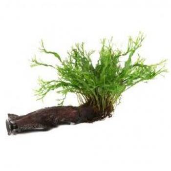 Tropica Pflanze - Microsorum pteropus Windelov auf Wurzel mit Sauger