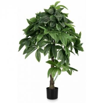 Pachira Aquatica C-Vaso 280F 0172861 120cm