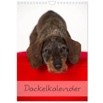 Dackel (Wandkalender 2026 DIN A4 hoch), CALVENDO Monatskalender