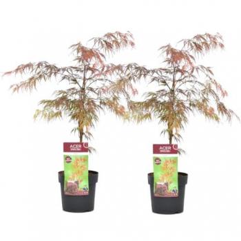 Set di 2 Acer Palmatum 'Garnet' - Acero Giapponese - Vaso 19cm - Altezza 60-70cm