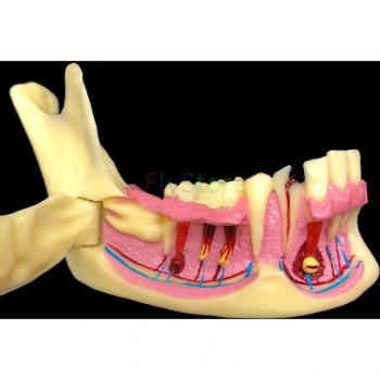 Mandibular Dental Anatomy Model