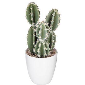 Cactus e Succulenta Atmosphera 18 cm