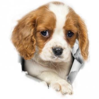 Autocollant de salle de bain chien