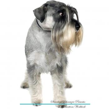 Standard Schnauzer Affirmations Workbook Standard Schnauzer Presents: Positive and Loving Affirmations Workbook. Includes: Mentoring Questions, Guidance, Supporting You.