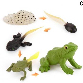 5 Mini Life Cycle Models: Frog, Chicken, Turtle, Ant for Kids