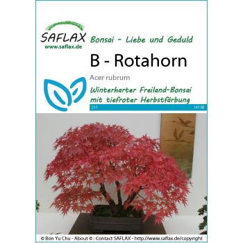 SAFLAX - Bonsaï - Érable rouge - 20 graines