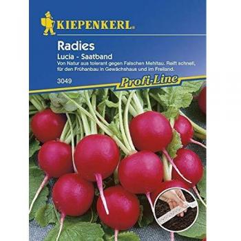 Radieschensamen Lucia, F1, Saatband