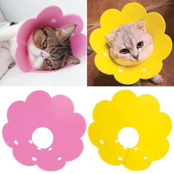 Collier protection mâchoire soleil « Petit Chien Légèreté »
