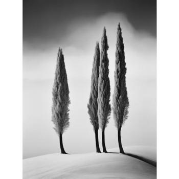 Snowy Hill Cypresses – Frosted Landscape Poster