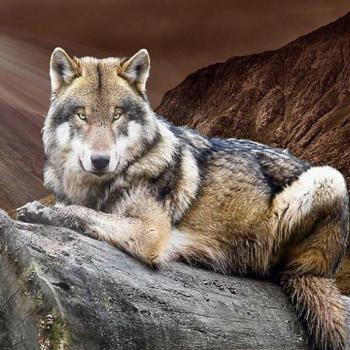 Cuadro 30x40 cm Pintura Diamante Completo 5D Lobo Bordado de Diamantes