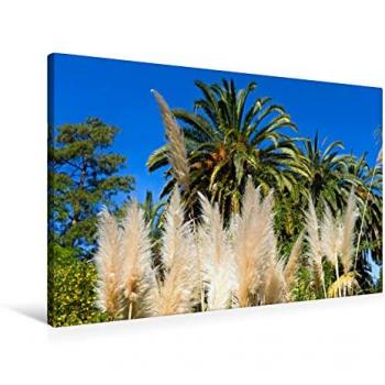Calvendo Premium Textil-Leinwand 90 x 60 cm Quer-Format Cortaderia selloana