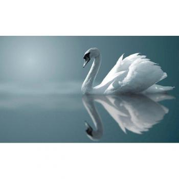 Papermoon „Schwan im Wasser“ – Fototapete aus Vlies