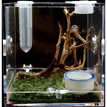 Caja Transparente de Cría Araña G5AB