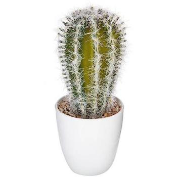 Succulenta 18 cm – Arredo Verde