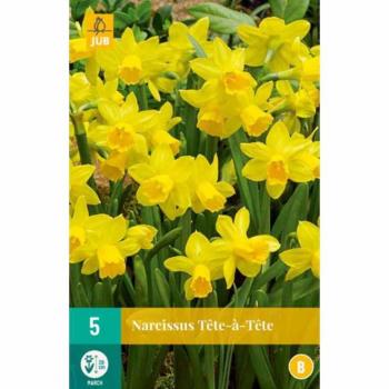 Narcisses Tête‑à‑tête