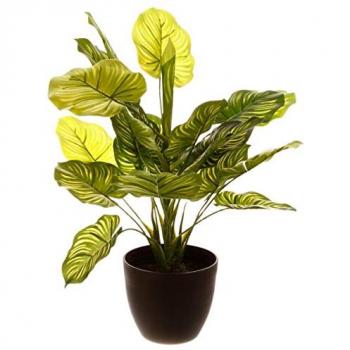 Plante verte vert rayé H45
