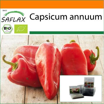 RedMarconi Seed Bundle