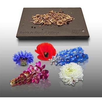 300 Graines de Fleurs Sauvages - Prairie Enchantée
