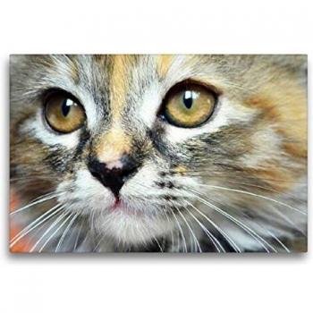 Maine Coon‑Mix Textil-Leinwand Calvendo (75 x 50 cm)