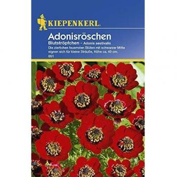 Kiepenkerl Summer Adonis – Petite Goutte de Sang