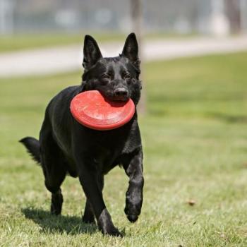 Kong Frisbee Clássico Grande