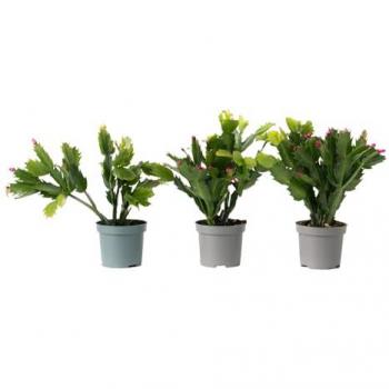 Set di 3 Cactus Natalizi Schlumbergera Tricolor - Vaso 9cm
