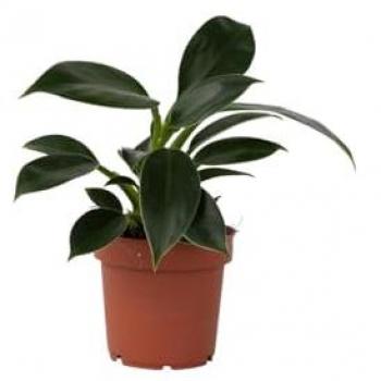 Florastore Verde
