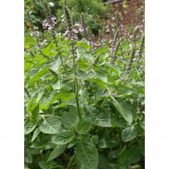 TROPICA Sacred Basil Tea