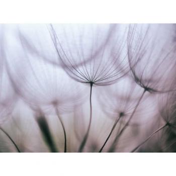 Papermoon Purple Dandelion Fototapete – Hochglanz