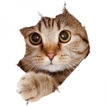 Calcomanías de gato impermeables para cocina