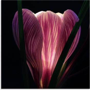 Artland Glasbild „Beleuchtet“ – Blumen-Glaswand in 40 × 40 cm