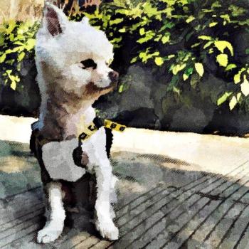 Vêtements pour petit chien PC1173