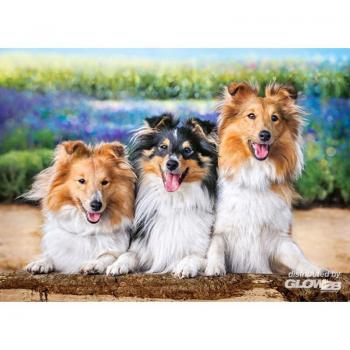 Puzzle Castor 200 el. Shelties w Lawendowym Ogrodzie