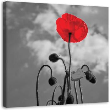 Rote Mohnblumenpracht 30x30