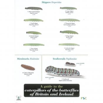 Wildlife World Caterpillars of British Butterflies Field Guide