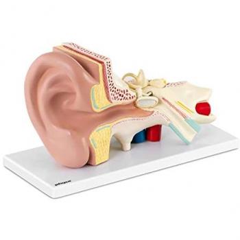Oído Humano Ampliado 3 Veces - Modelo Médico 4 Piezas