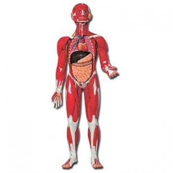 Modello Muscolatura Corpo Umano (1 pz.)